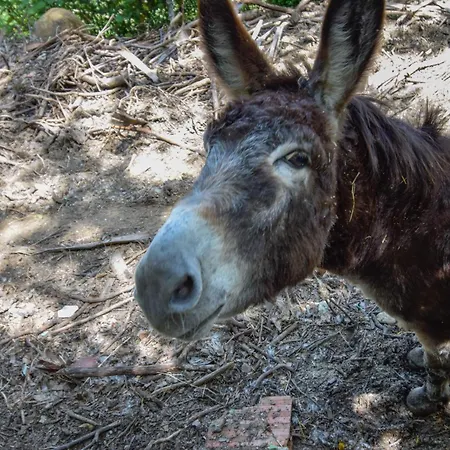 Penedo Escape Nature 아파트 *